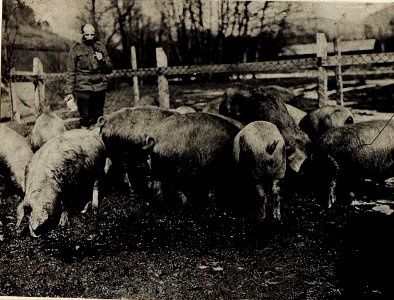 Bilder von der Schweinezucht des Korps - Proviantamtes. (BildID 15584452)