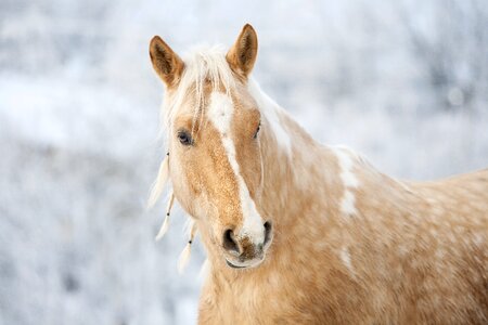 Mane animal pony photo