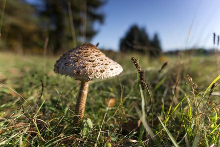 Mushroom harvest edible boletes