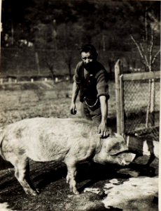 Bilder von der Schweinezucht des Korps - Proviantamtes. (BildID 15584459)
