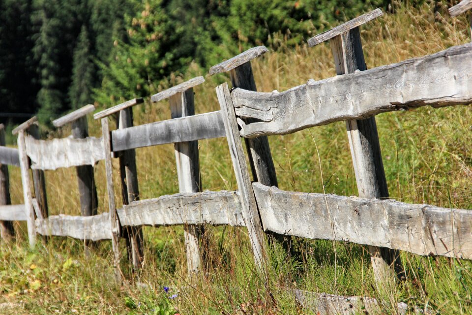 Grass woods summer