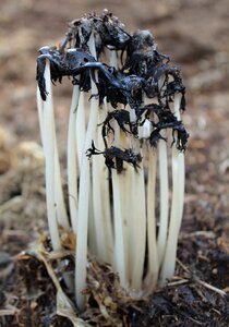 Mushroom earth plant
