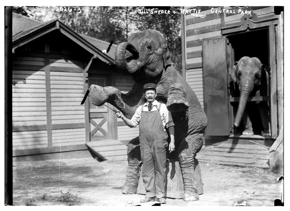 Bill Snyder and Hattie, Central Park. Snyder standing in front of the elephant while she performs one of her tricks LCCN2014688131