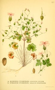 Billeder af nordens flora (1917) (14782492554)