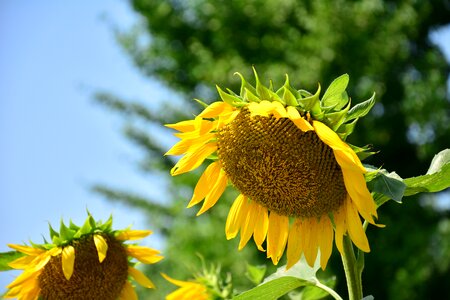 Summer field sunflower photo