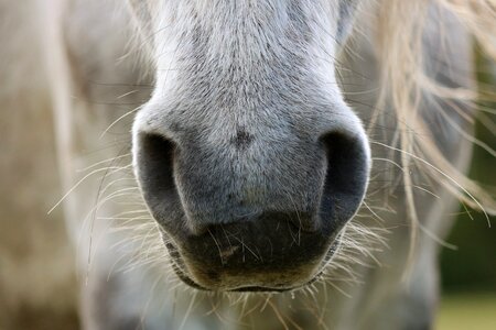 Snout horse mold photo
