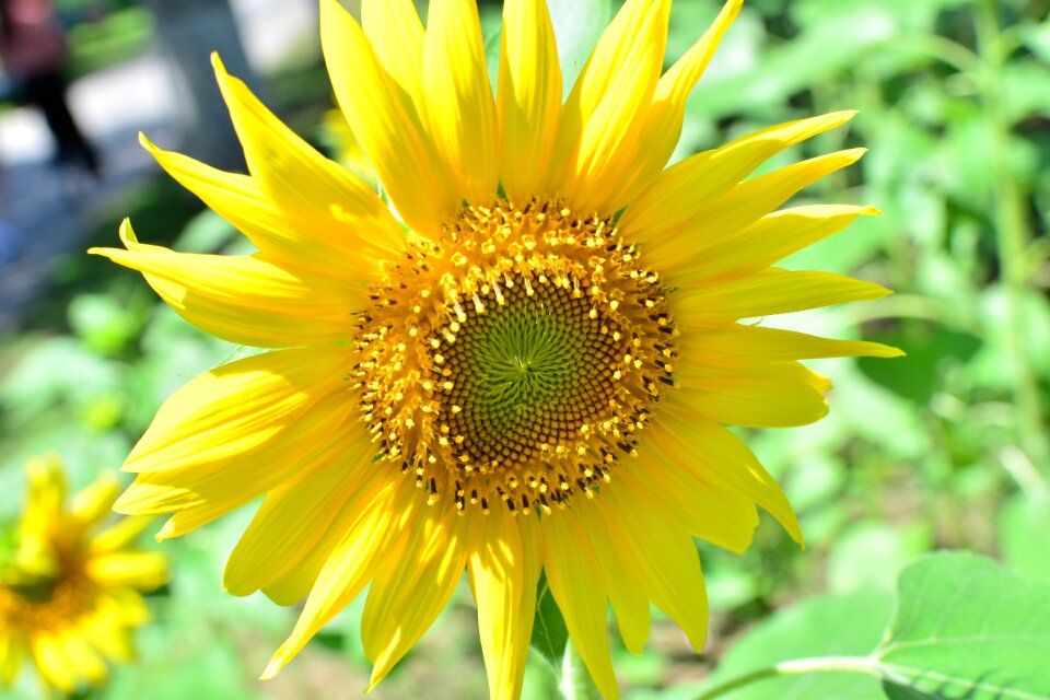 Flower leaf field