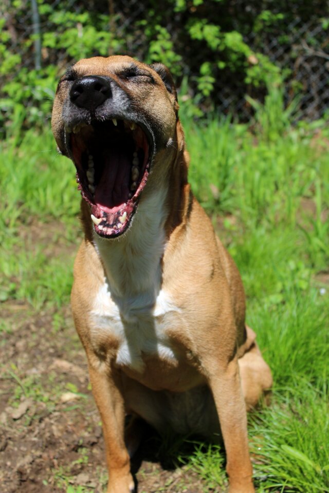 Pet animal adoption