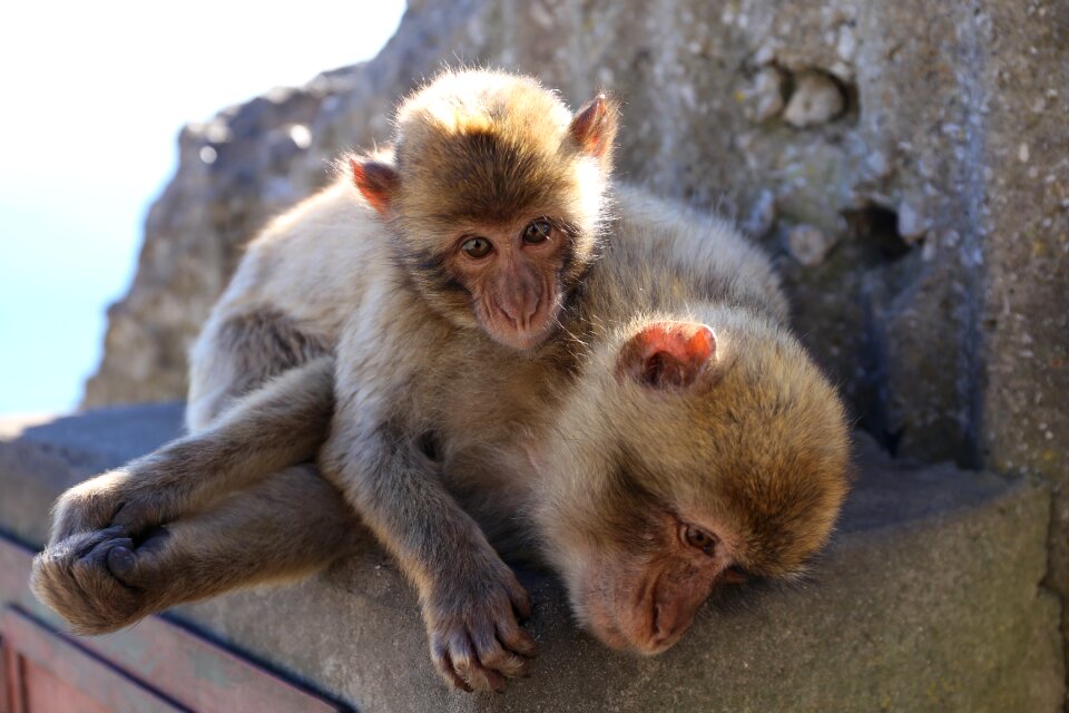 Primate animal wildlife