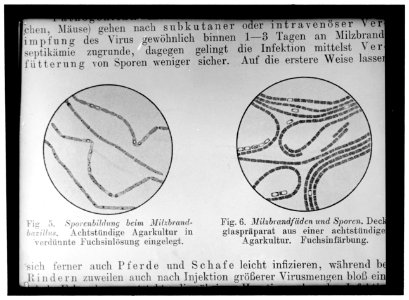 BIOLOGIST. GERM CULTURES LCCN2016866814
