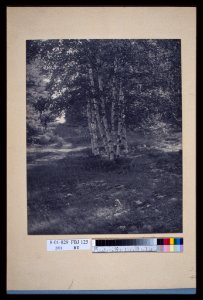Birch trees along a path) - W. Radford LCCN2004676282
