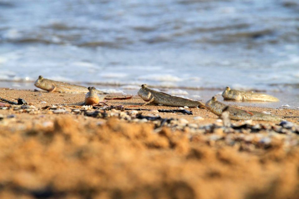 Biodiversity on the beach in Ketapang area. (17823784083)