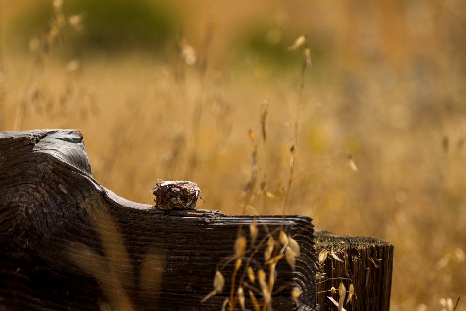 Bird Nest (35425810222)