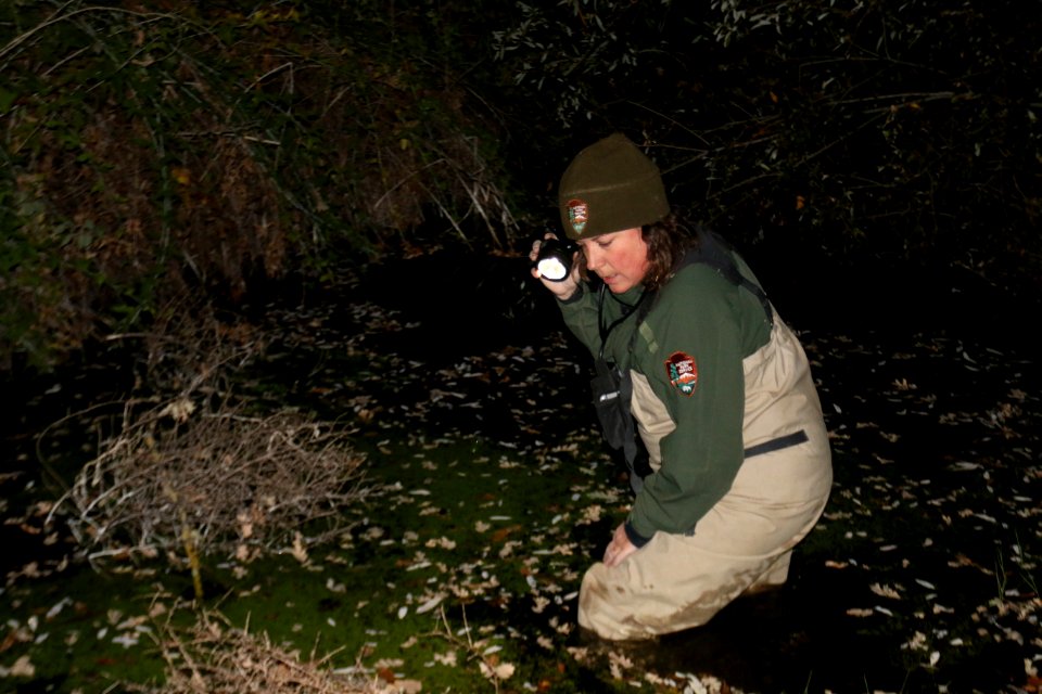 Biologist Looks for California red-legged frogs (32733347884)