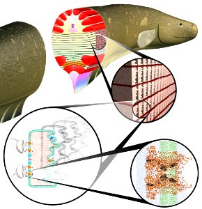 Biotechnology, systems biology, artificial cells (5940428301)