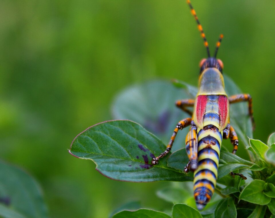 Locust grasshopper insect