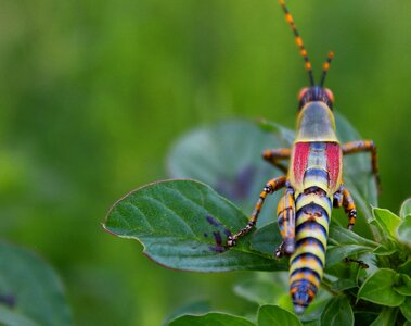 Locust grasshopper insect photo