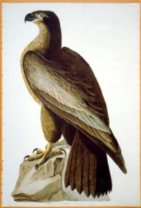 Bird of Washington LCCN2002718989