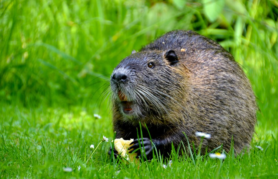 Animal world mammal cute