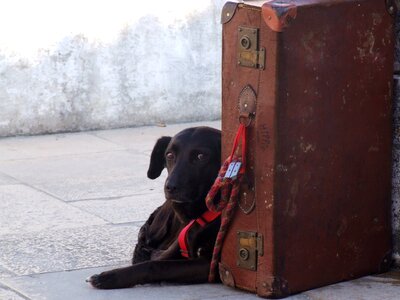 Suitcase owner waits photo