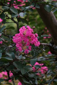 Branch single flower tree