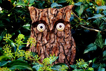 Eagle owl forest funny
