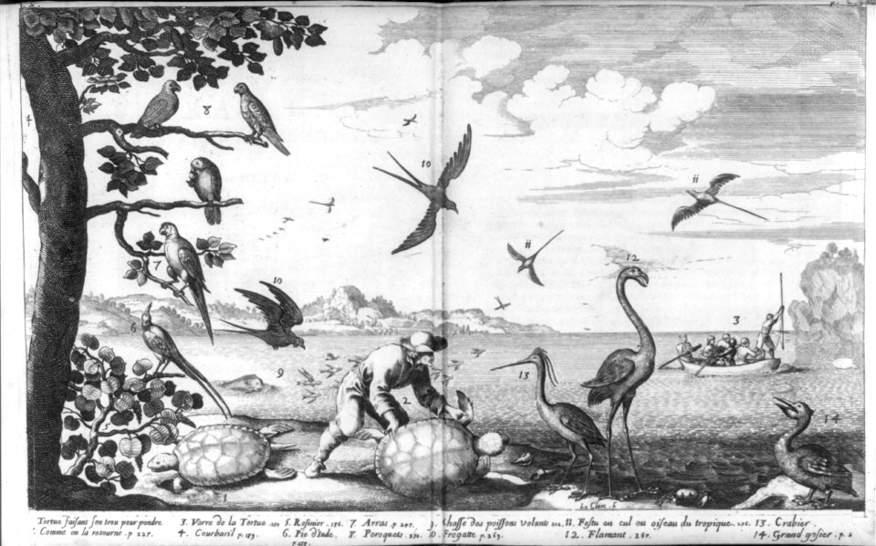 Birds and turtles of the French West Indies; men spear-fishing from rowboat LCCN2003655553