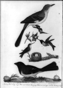 Birds, nests and eggs) - drawn from nature by A. Wilson ; engraved by A. Lawson LCCN93507657