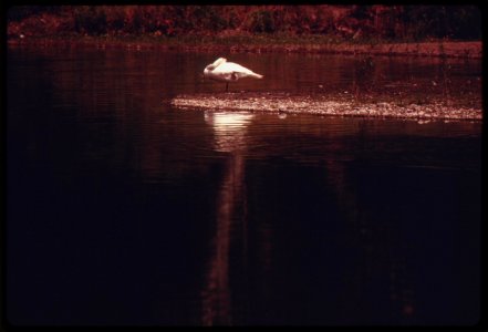 Bird-at-malibu-lake-in-the-santa-monica-mountains-near-malibu-california-which-is-located-at-the-northwestern-edge-of-los-angeles-county-the-mountains-contain-the-last-semi-wilderness-in-the-county-may-1975 7159252592 o