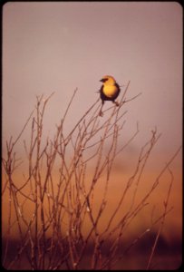 Bird-in-farmland-bush-may-1972 6990437970 o