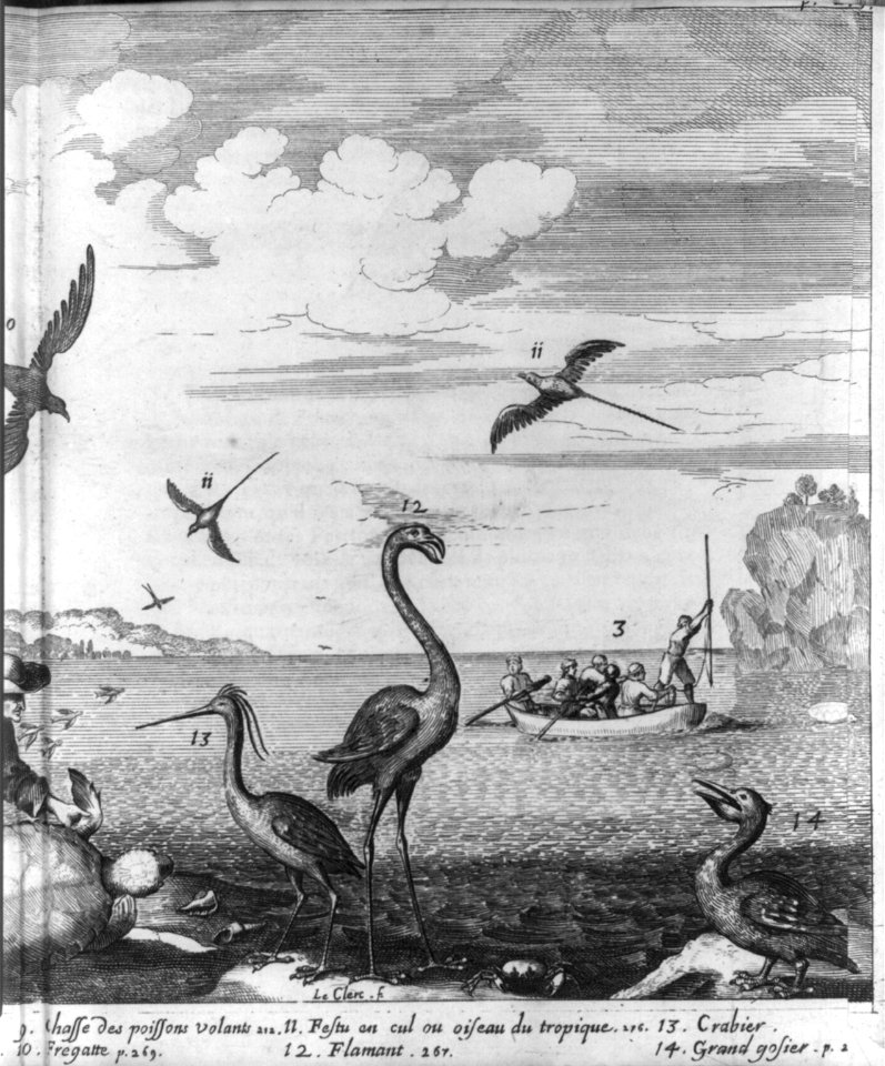 Birds and turtles of the French West Indies; men spear-fishing from rowboat LCCN2003655554