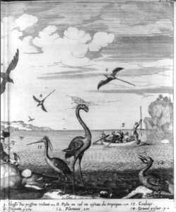 Birds and turtles of the French West Indies; men spear-fishing from rowboat LCCN2003655554