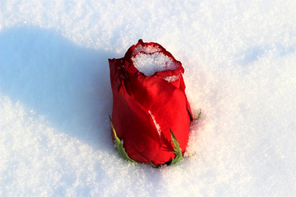 Snowy romantic cold