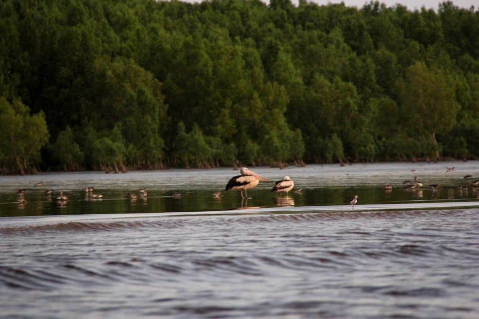 Birds are relaxing in between food hunting on the beach in Papua. (18440223722)