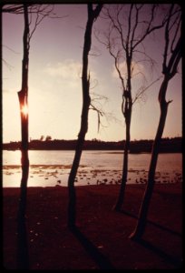 Birds-float-undisturbed-near-the-edge-of-buena-vista-lagoon-june-1975 7158933728 o