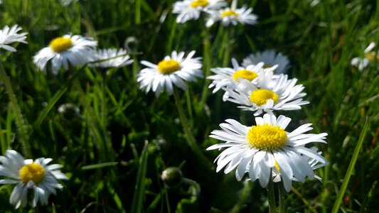 Summer hayfield chamomile