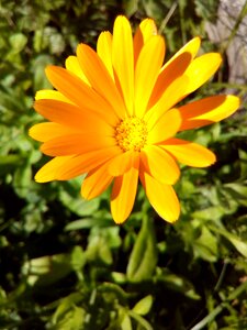 Yellow flower bed closeup