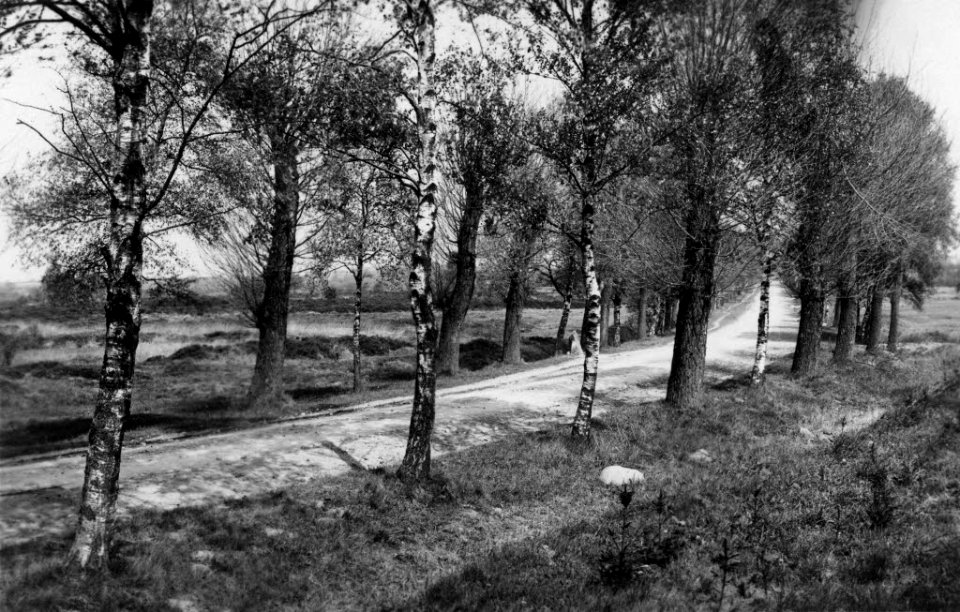 Birkenweg am Schlüsbeker Moor (Kiel 70.292)