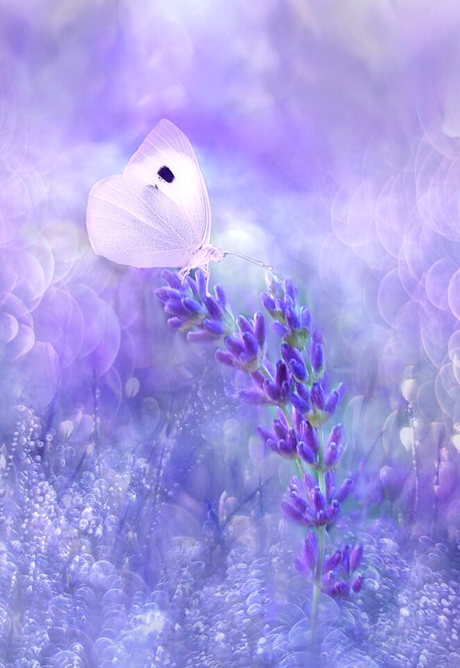Color background butterfly
