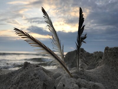 Vacations blue seagull feather photo
