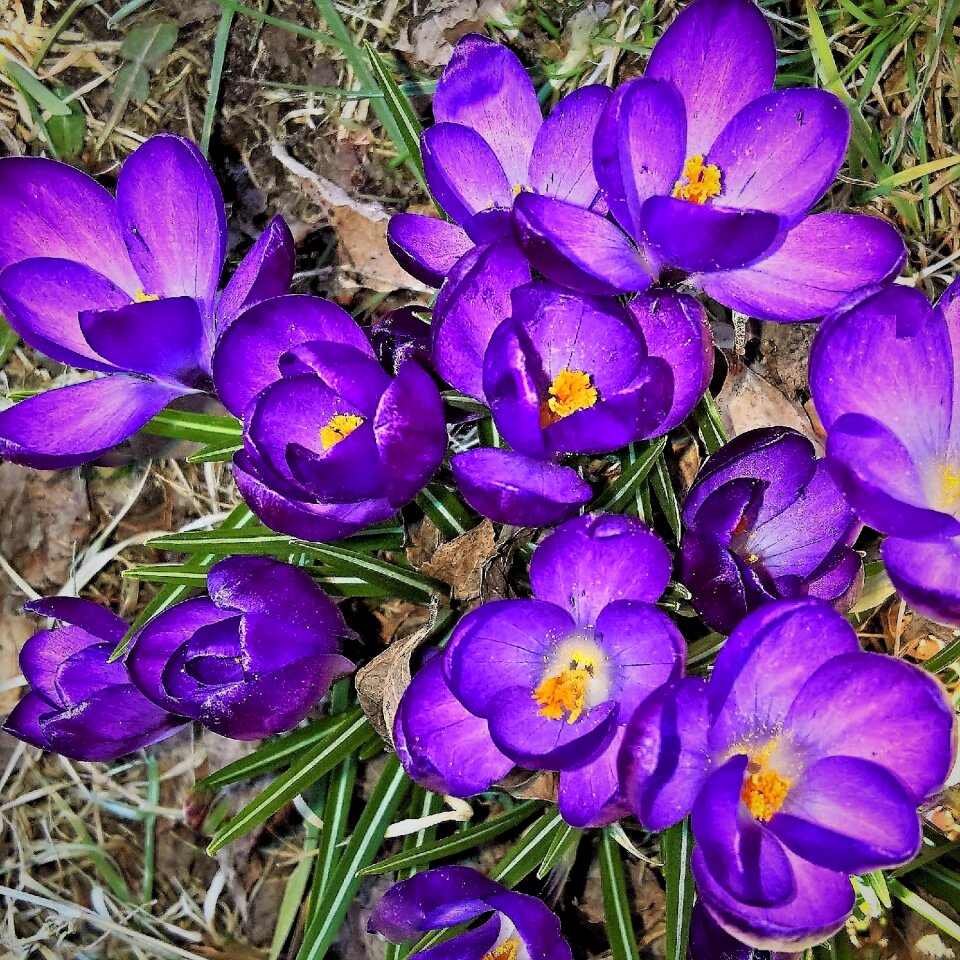 Early bloomer dark purple flowers large