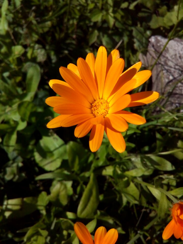 Closeup flower bed flower