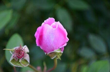 Rose pink color photo