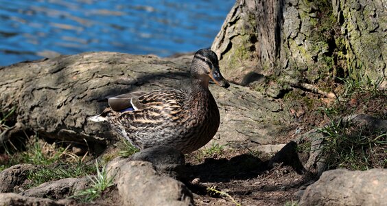 Bird waters duck