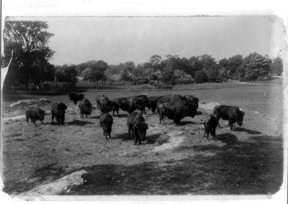 Bison grazing LCCN2011660997