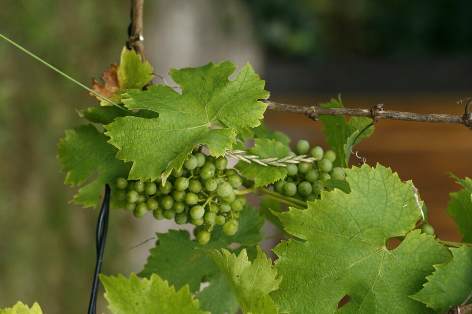 Grapes viticulture white grapes