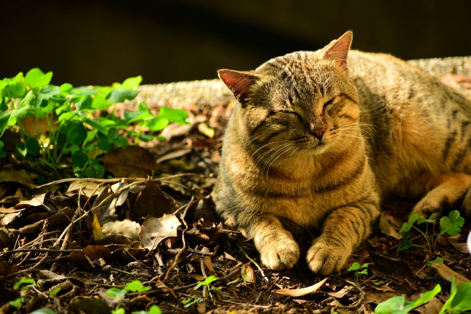 Animal cute mammal
