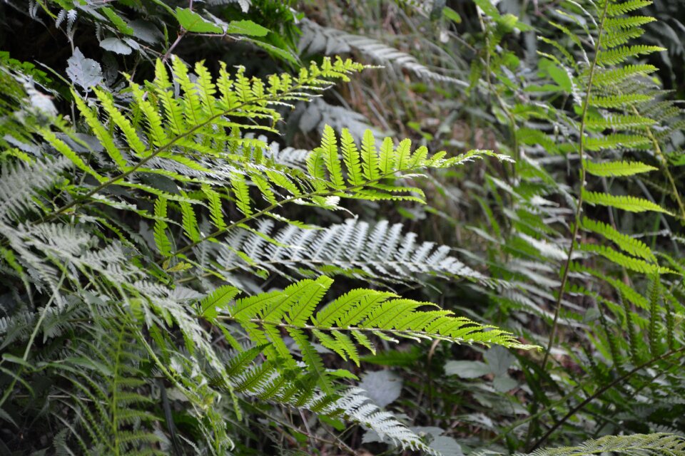 Green leaves flora vegetation