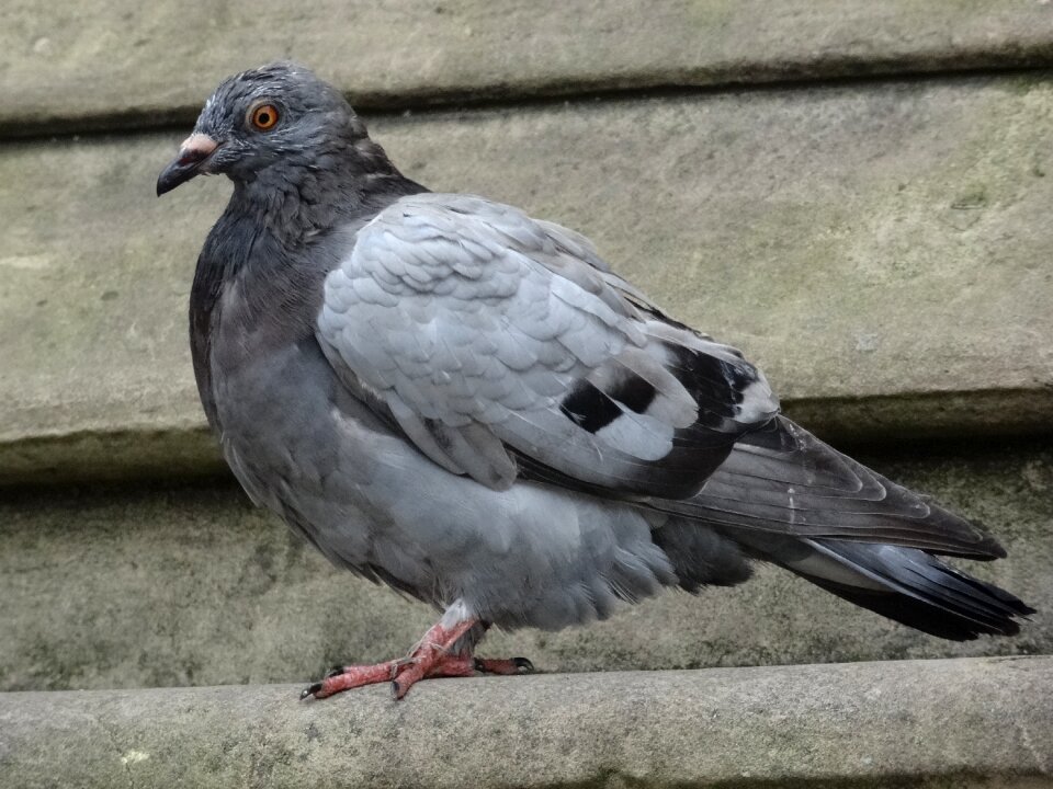 Foraging feather animal