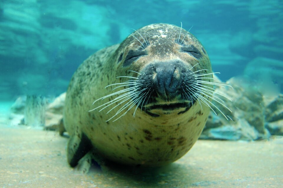 Marine animal swimming